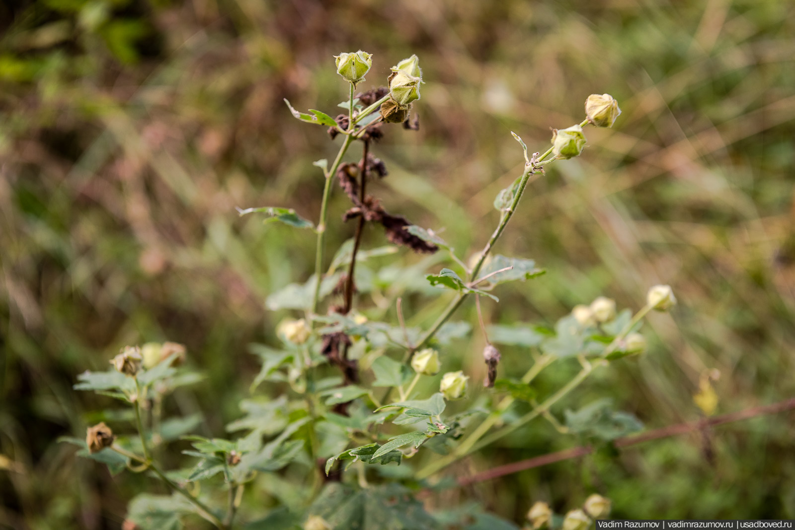Городище Луковня, Подольское море