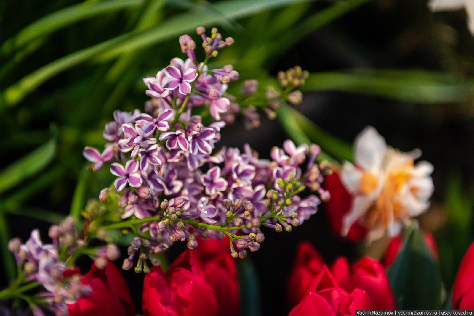 Аптекарский огород, Репетиция весны 2021, цветы, 8 Марта