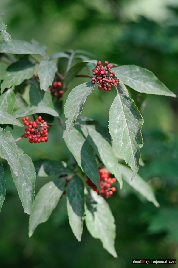 усадьба Пронино