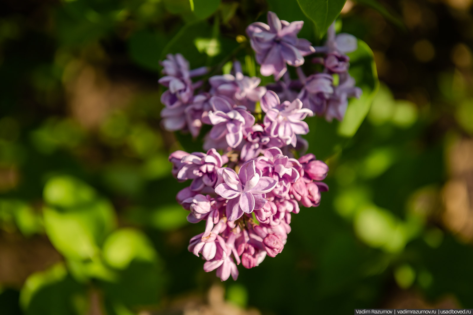 Мещерский дендрарий, ЛОСС, усадьба Барсуково, цветение сирени, Липецкая области