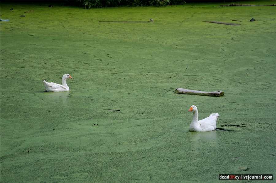 усадьба Сушково