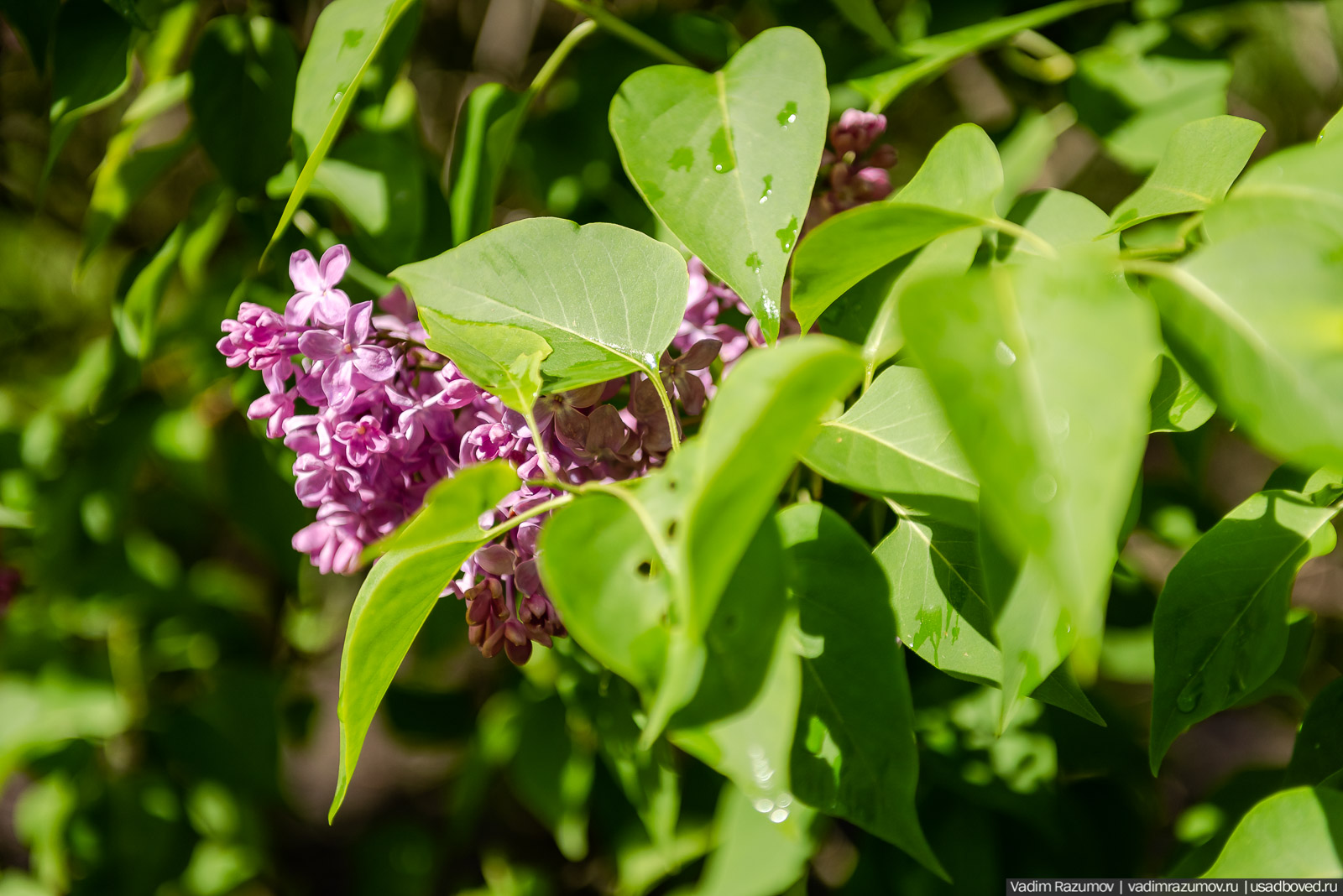 Мещерский дендрарий, ЛОСС, усадьба Барсуково, цветение сирени, Липецкая области