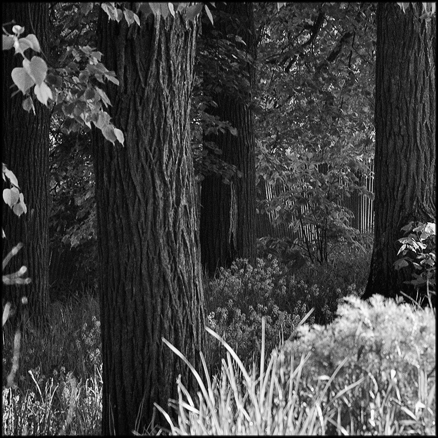 Парковые аллеи в русских усадьбах