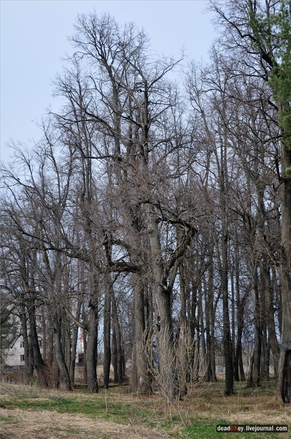 усадьба Грабцево