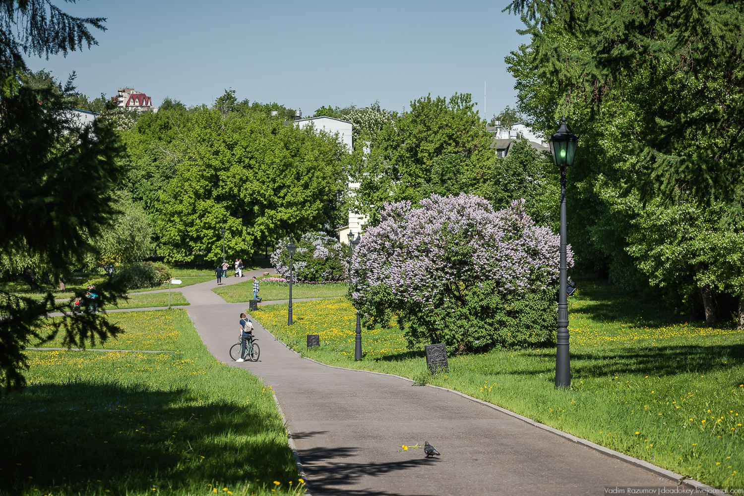 Коломенское в мае, цветы