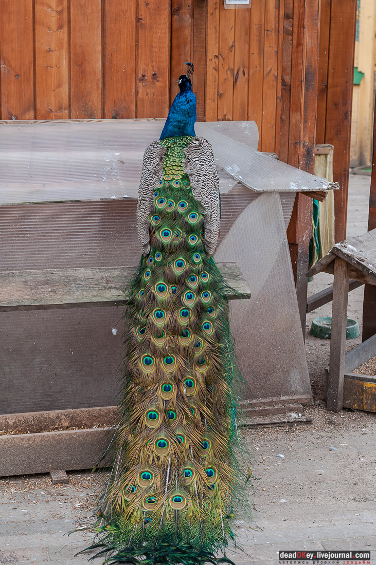 Усадьба Кусково