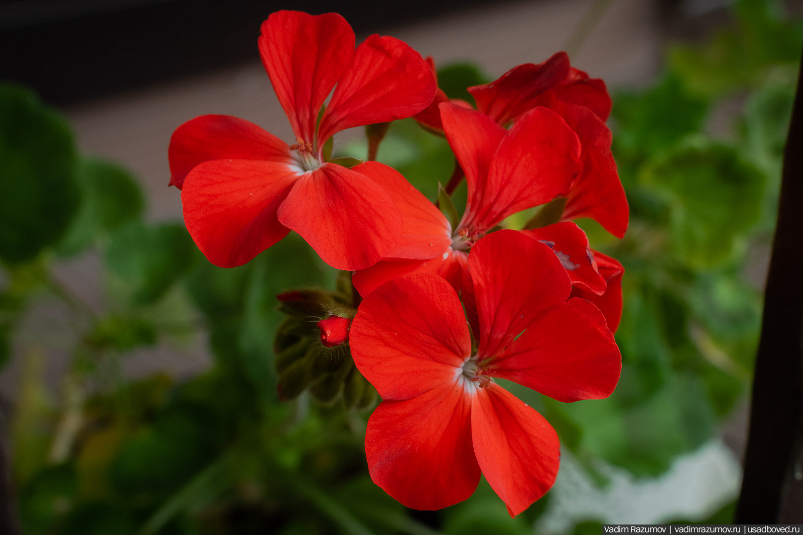 Пеларгония, герань, Вадим Разумов