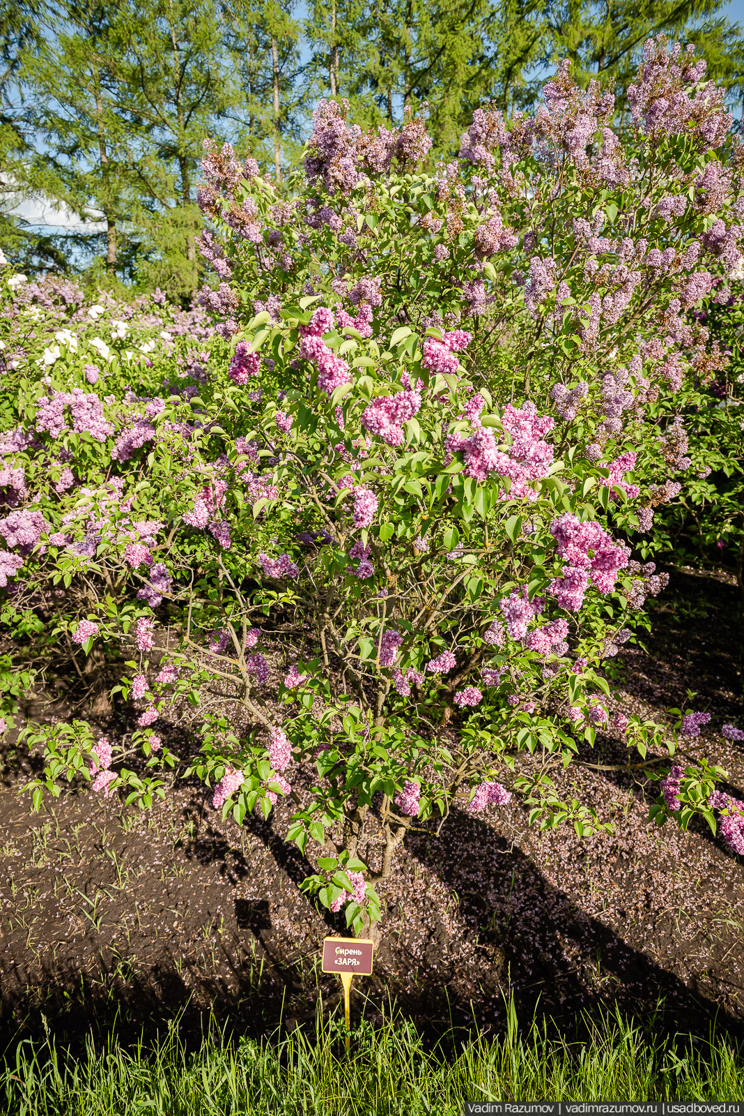 Мещерский дендрарий, ЛОСС, усадьба Барсуково, цветение сирени, Липецкая области