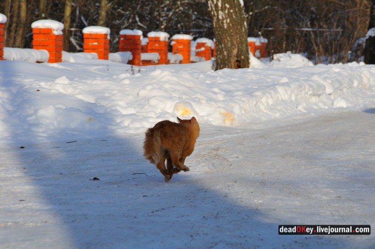 усадьба Троицкое-Кайнарджи
