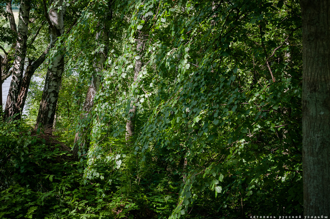 Усадебный экспресс. Таруса.