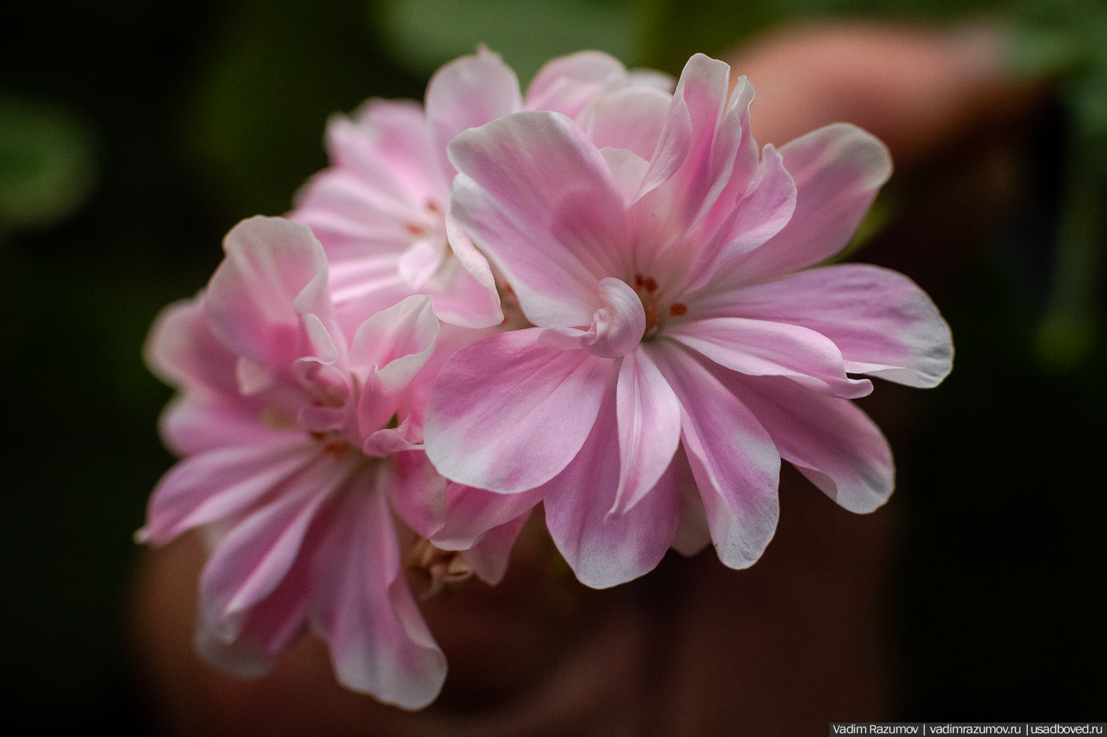 Пеларгония, герань, Вадим Разумов