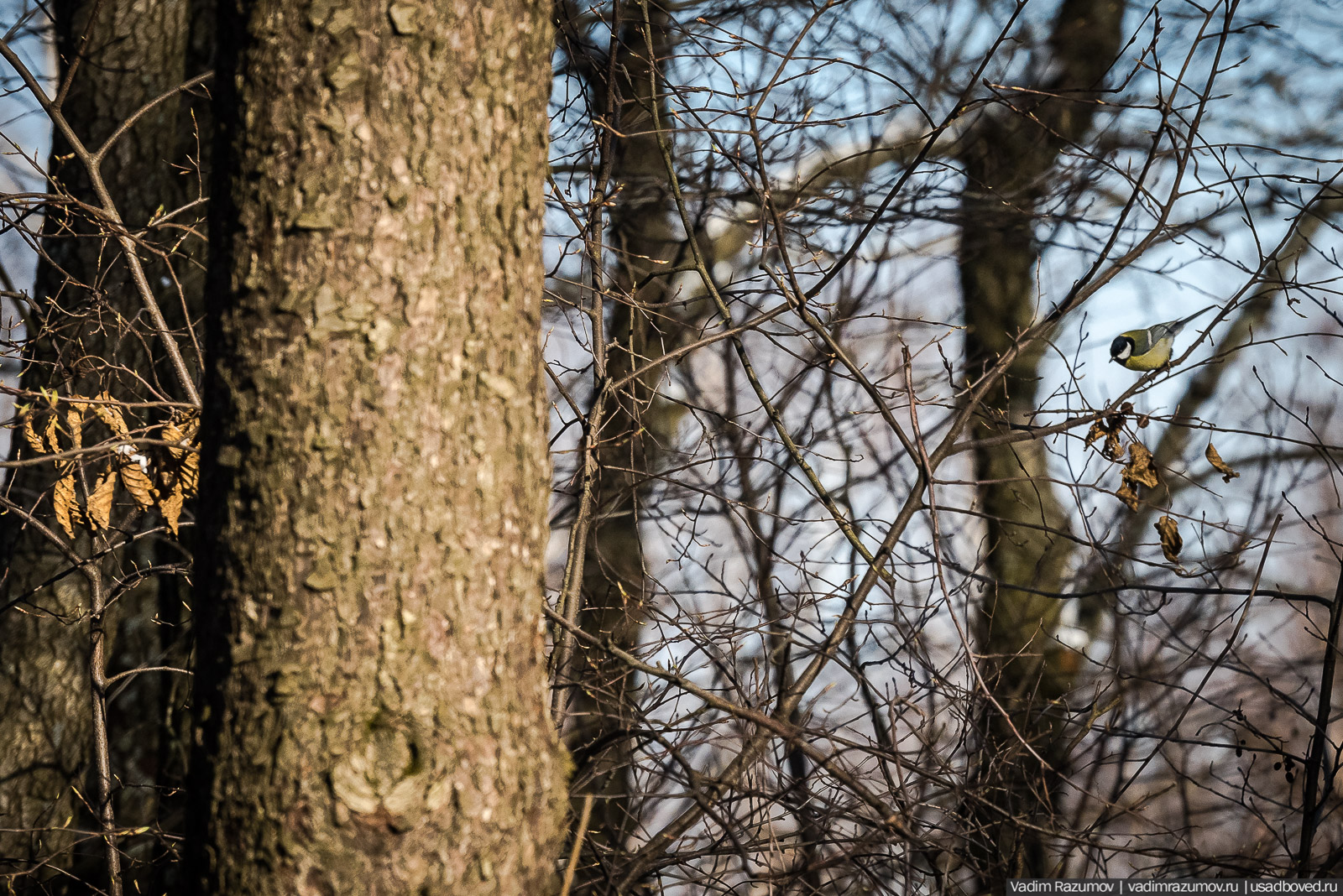 Птицы, парки, синички, снегири