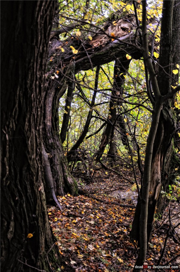 усадьба Ляхово