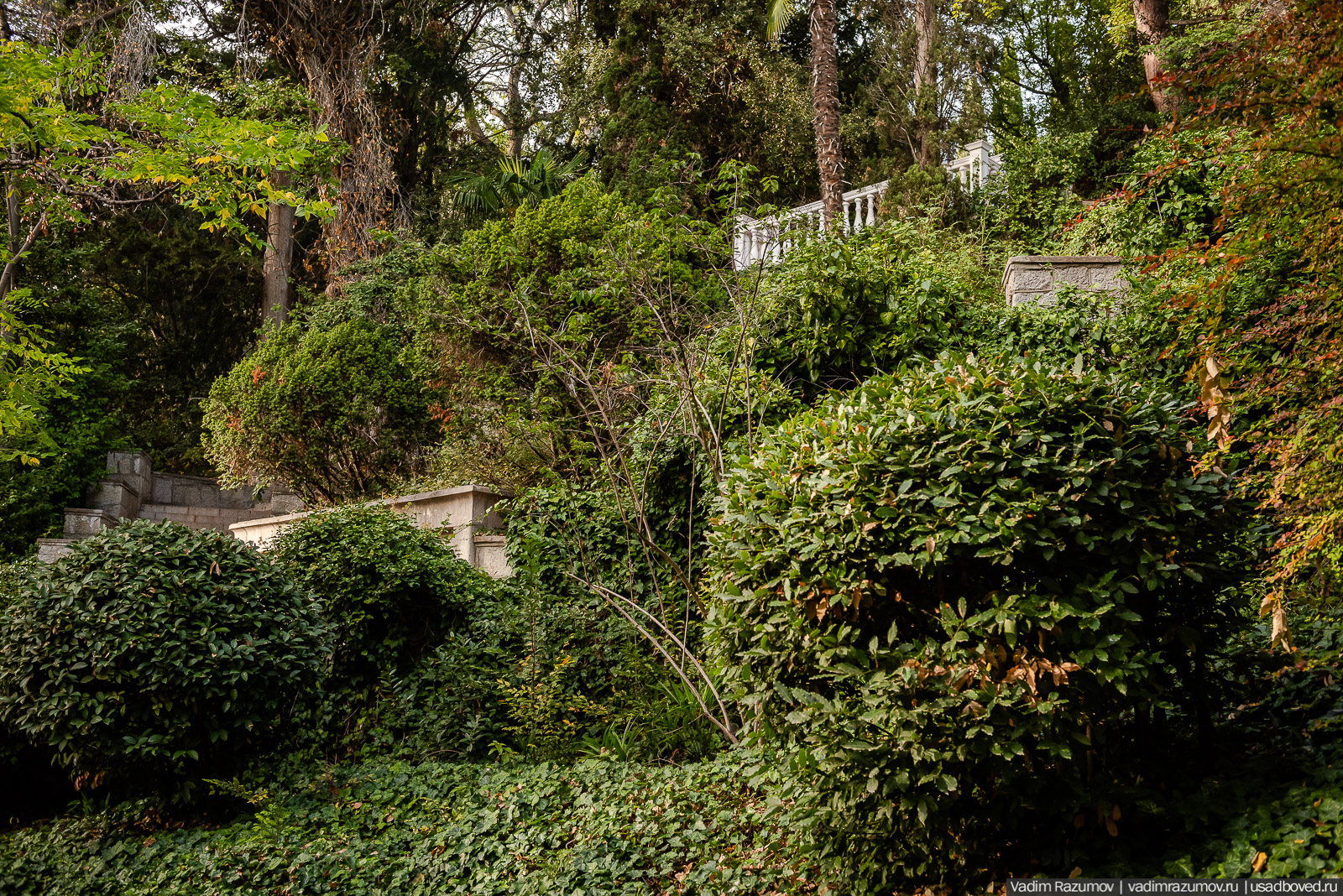 Никитский ботанический сад