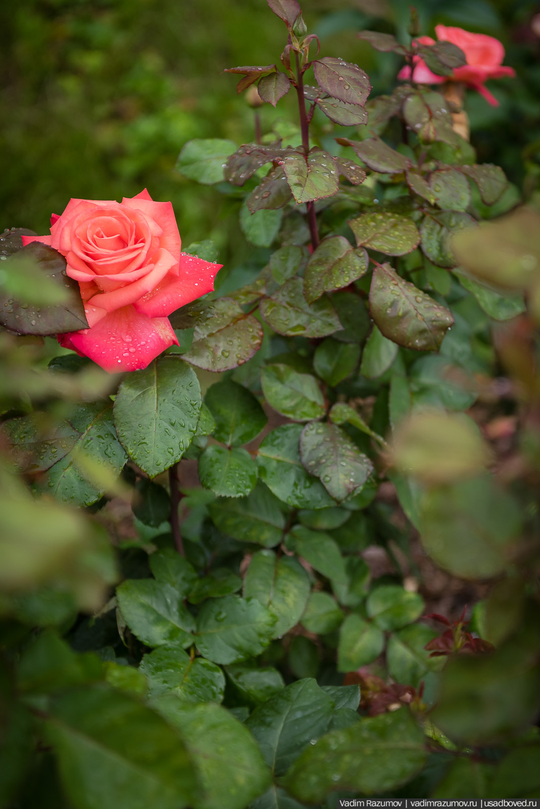 усадьба Марьино Строгановых, розарий, розы, сад