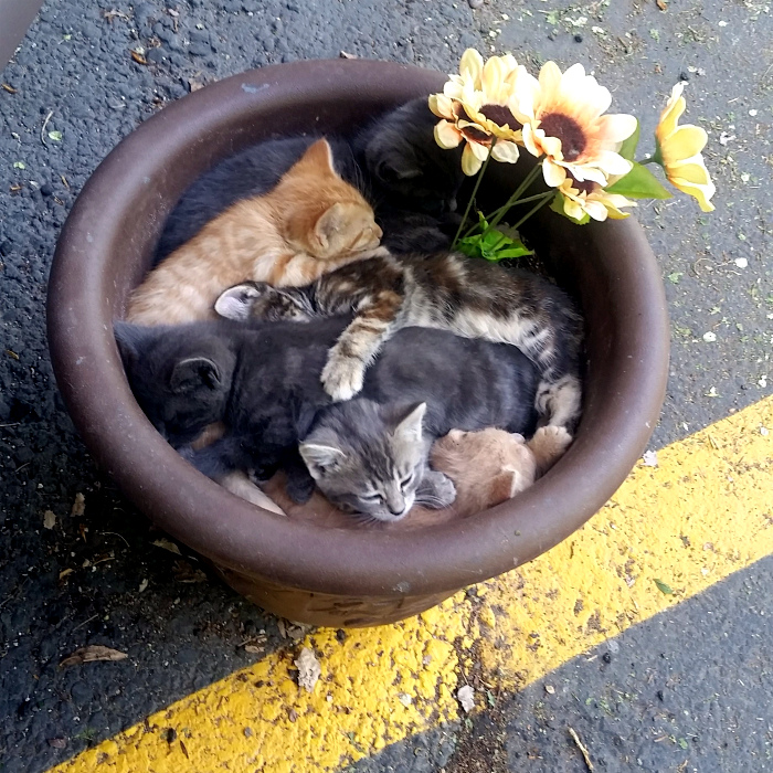 кото-клумба (700x700, 340Kb)