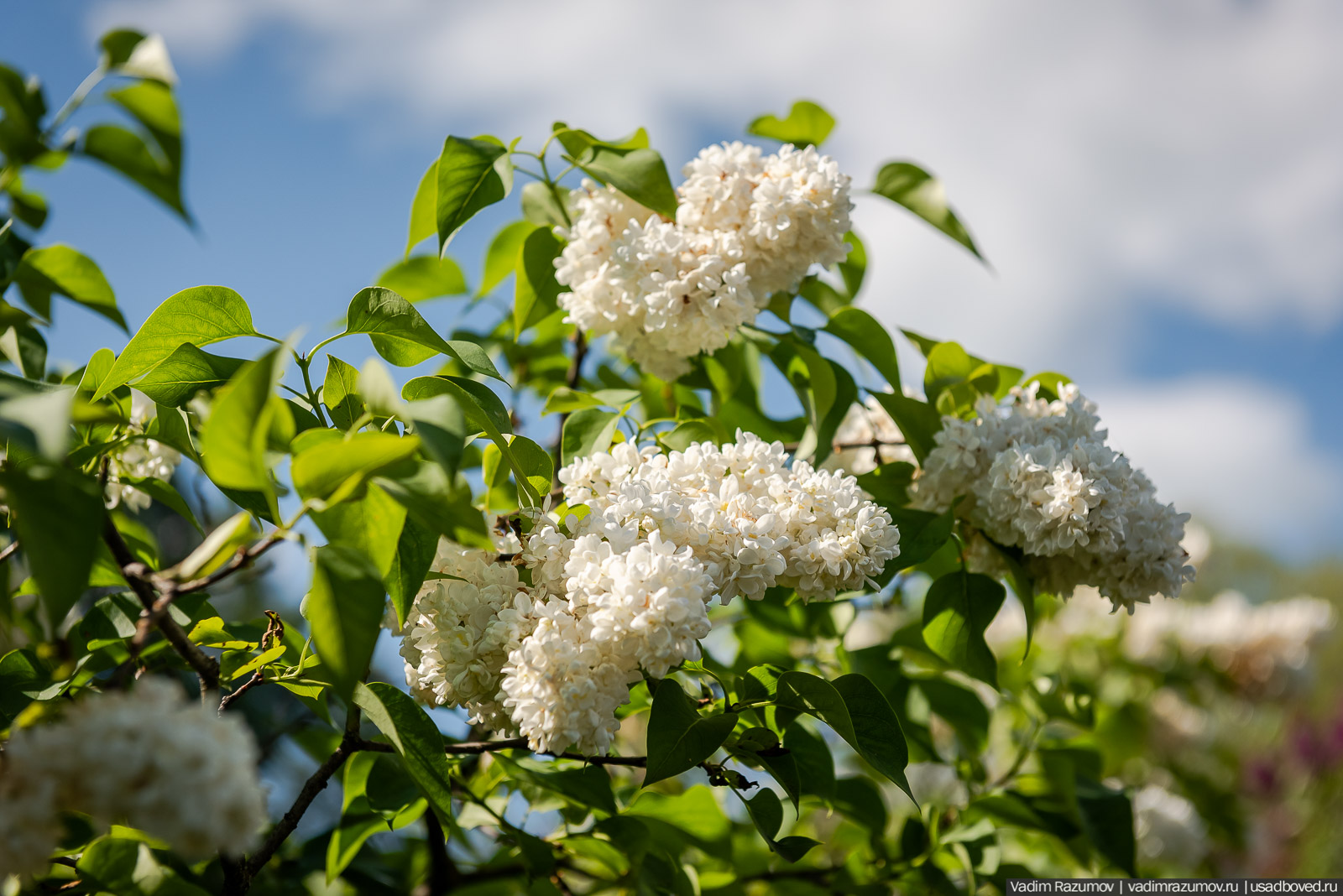 Мещерский дендрарий, ЛОСС, усадьба Барсуково, цветение сирени, Липецкая области
