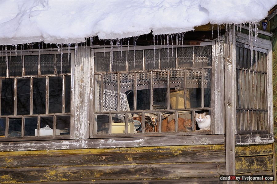 усадьба Костино Сабашниковых