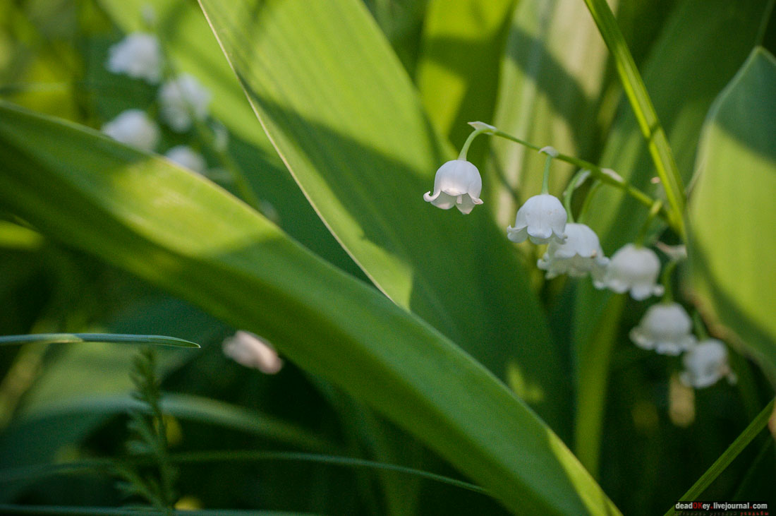 Пейзажный парк в усадьбе Гребнево