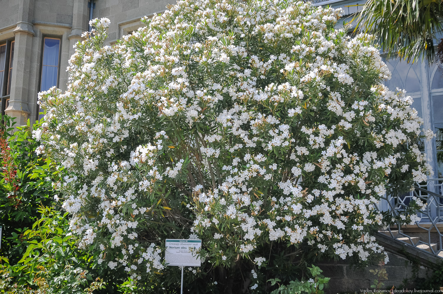Алупка, Воронцовский дворец, Крым