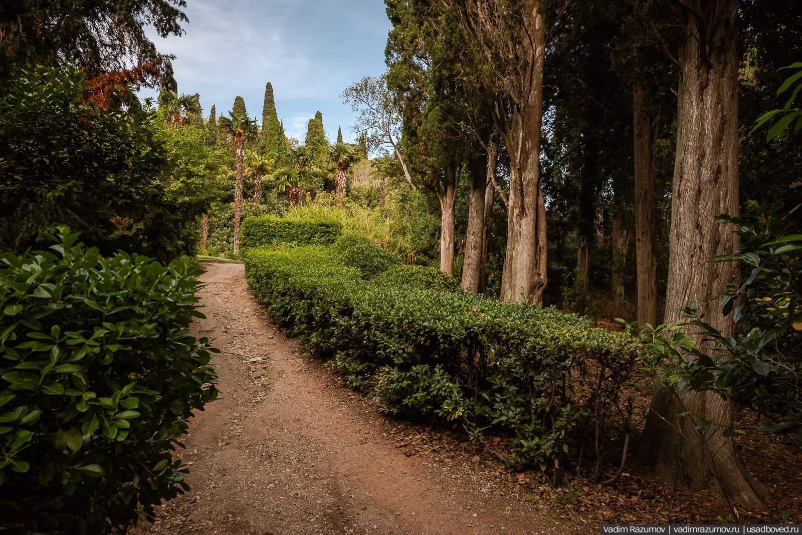 Никитский ботанический сад
