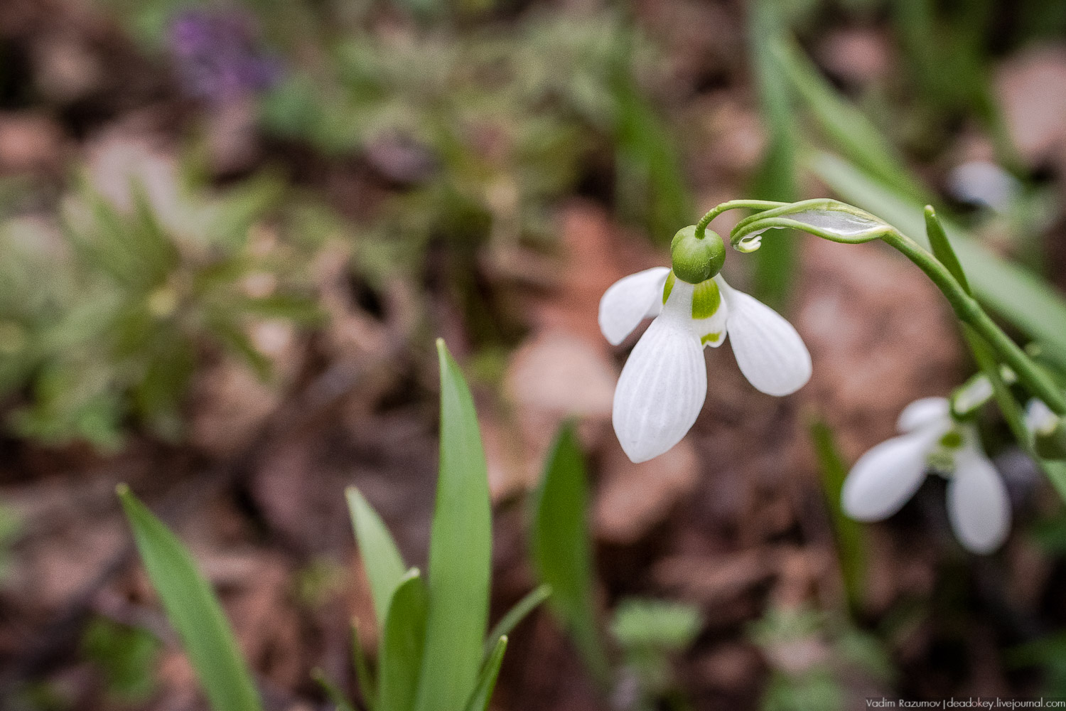 Продснежники в Аптекарском огороде
