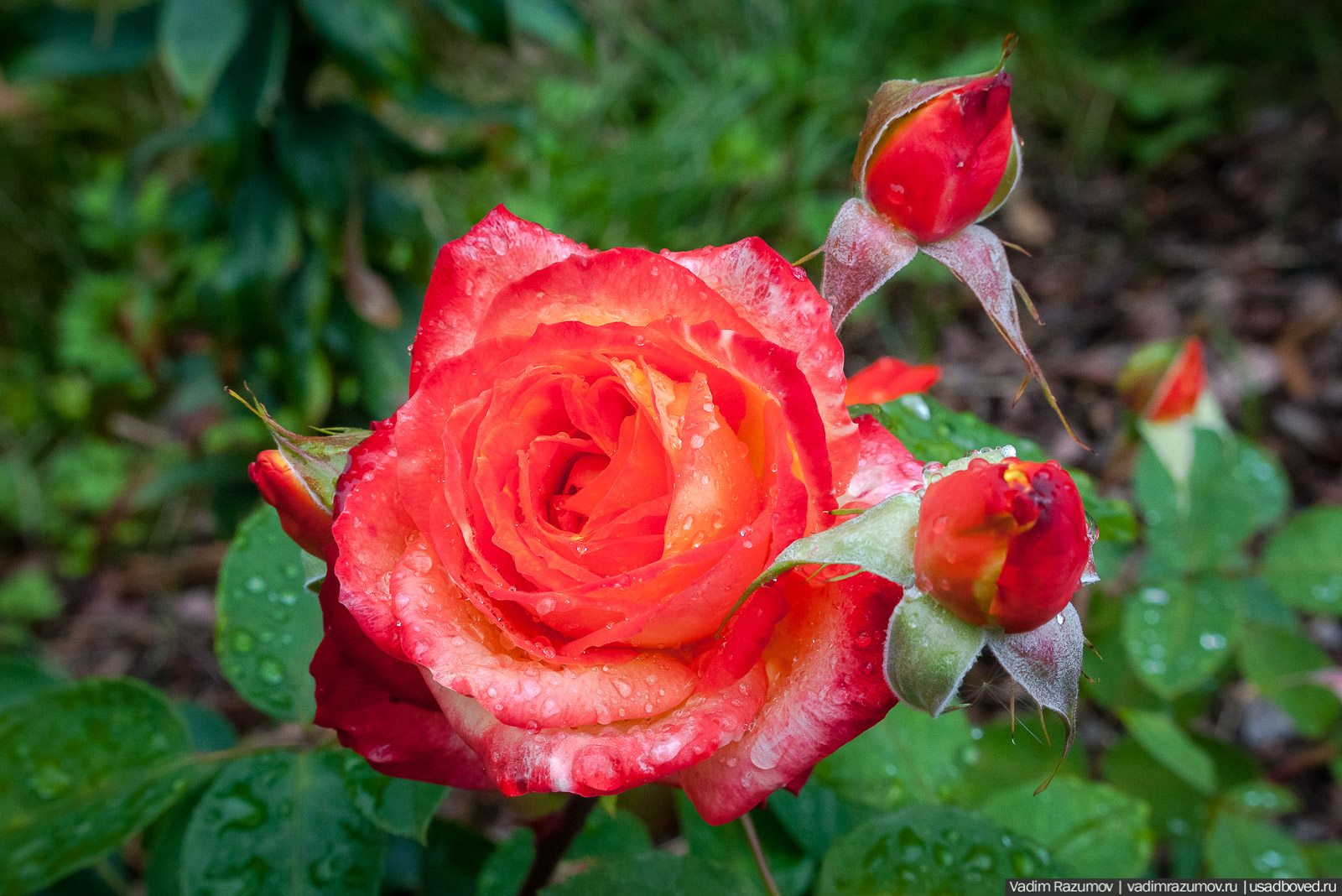 усадьба Марьино Строгановых, розарий, розы, сад