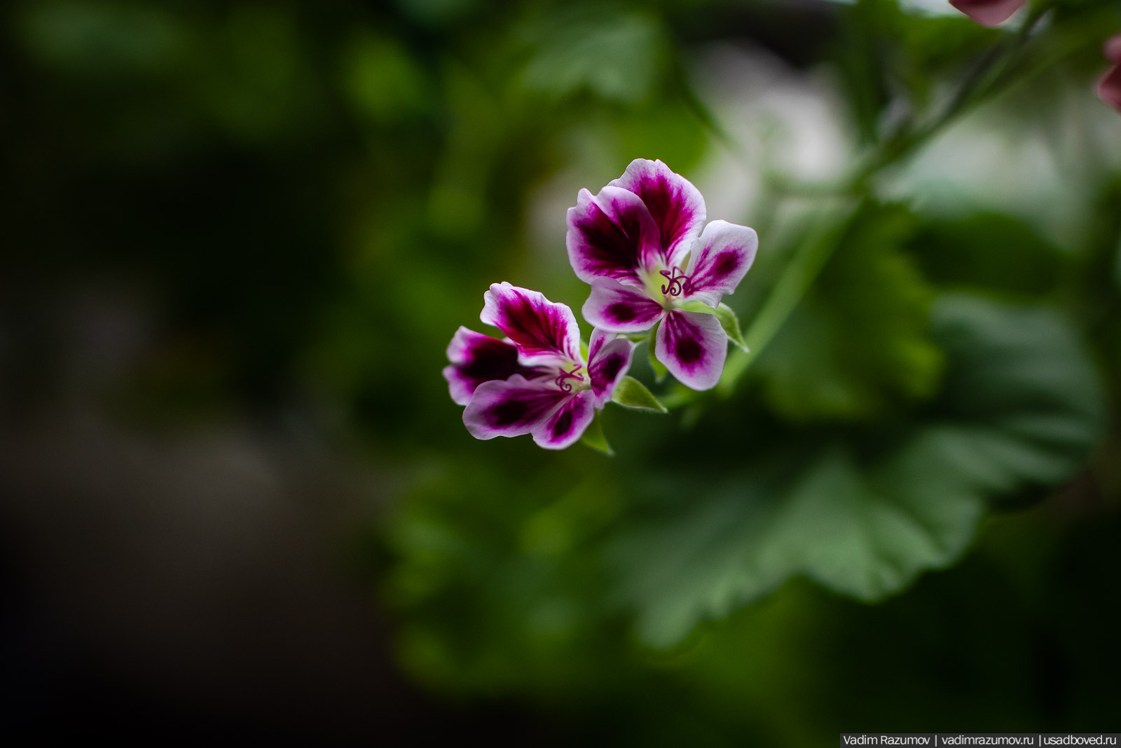 Пеларгония, герань, Вадим Разумов