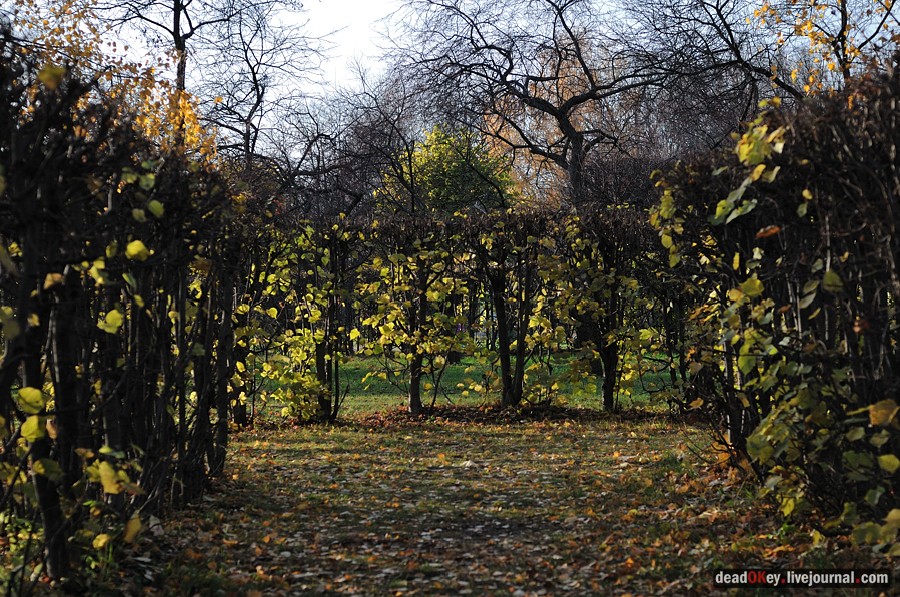 усадьба Кусково