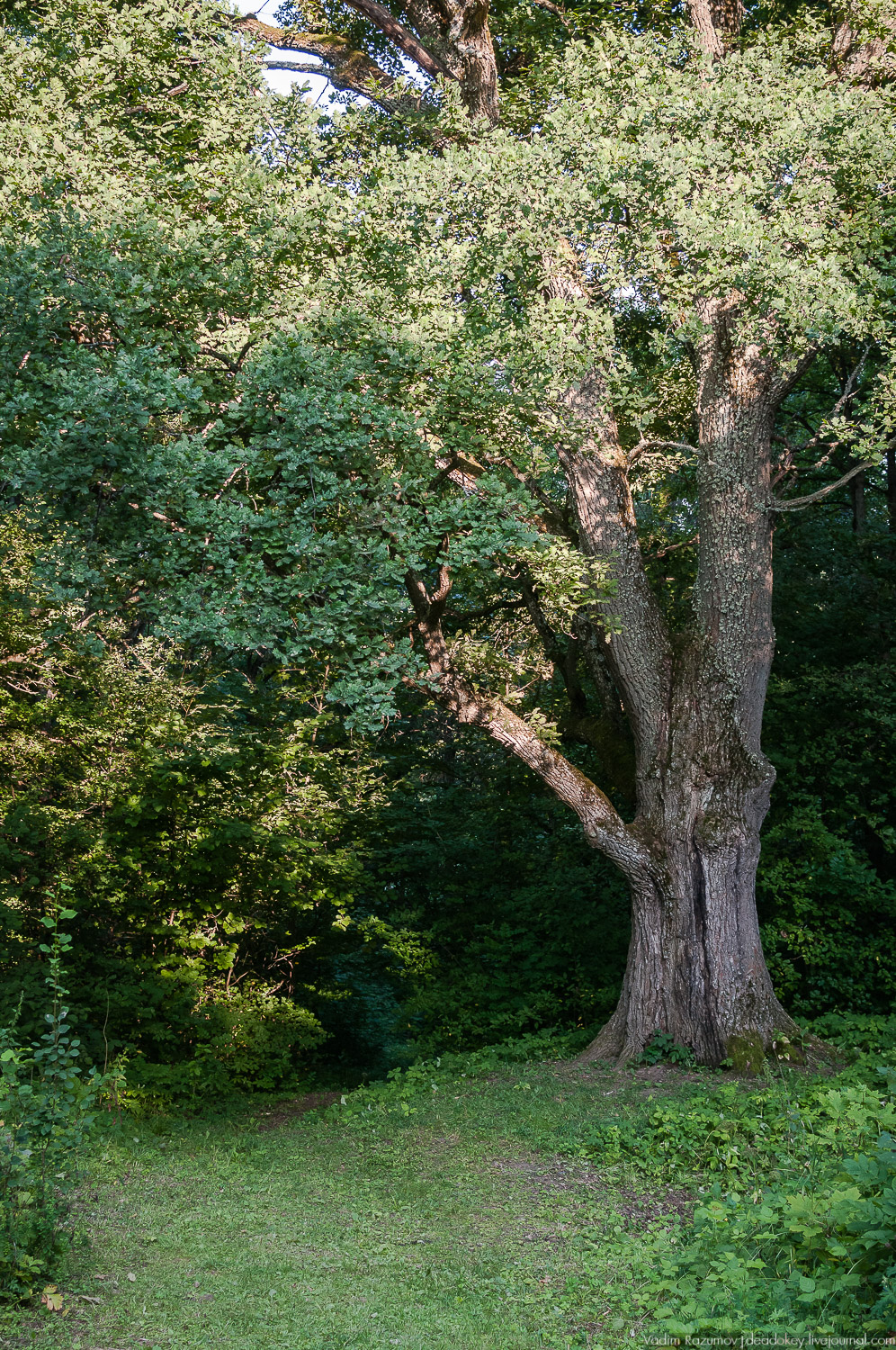 усадьба Никольское-Вяземское, Тульская область