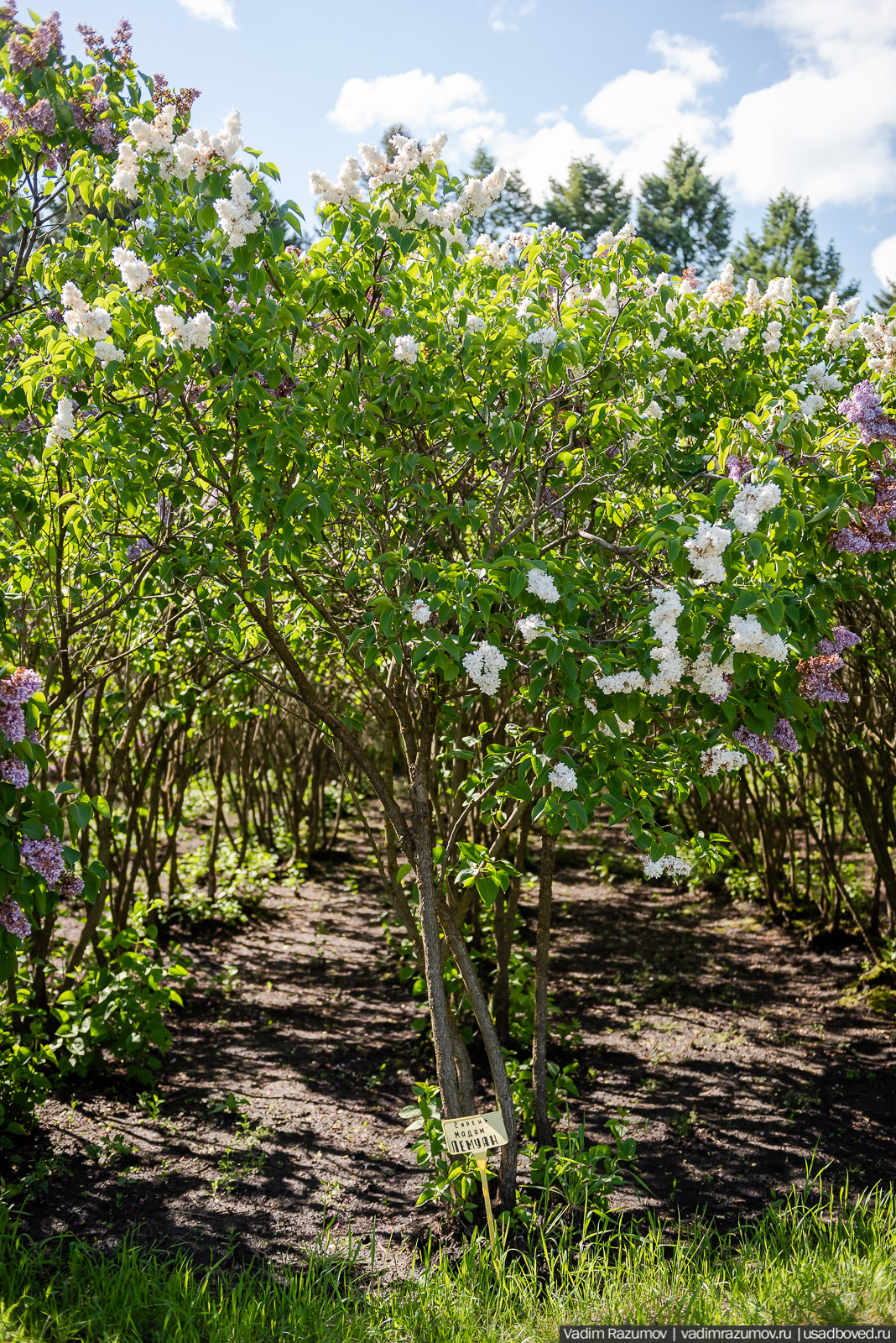 Мещерский дендрарий, ЛОСС, усадьба Барсуково, цветение сирени, Липецкая области