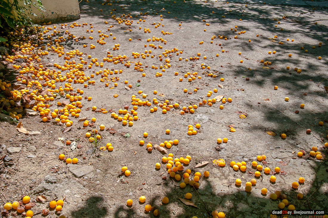 имение Ай-Тодор