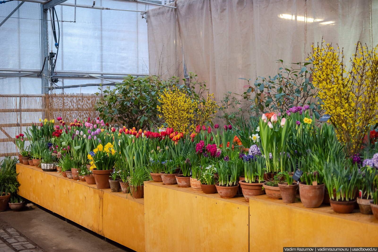 Аптекарский огород, Репетиция весны 2021, цветы, 8 Марта