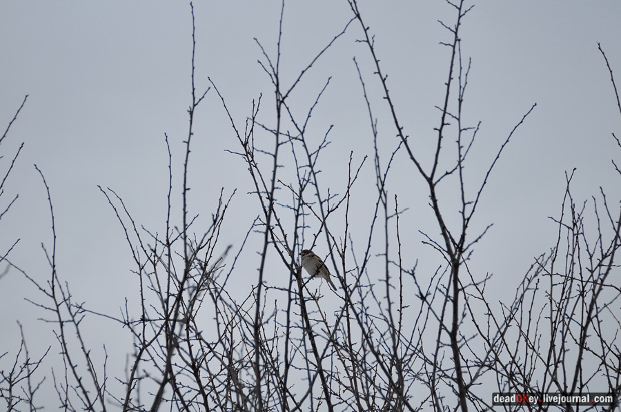 усадьба Воскресенки