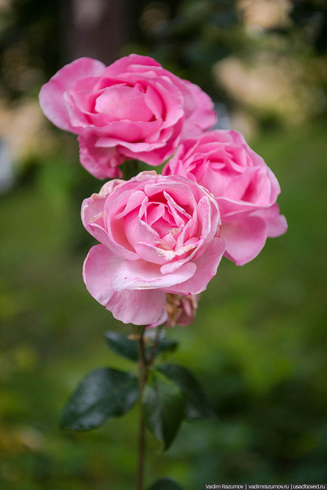 усадьба Марьино Строгановых, розарий, розы, сад