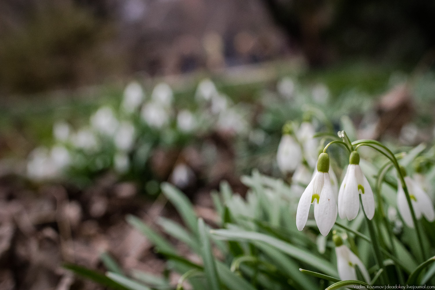Продснежники в Аптекарском огороде