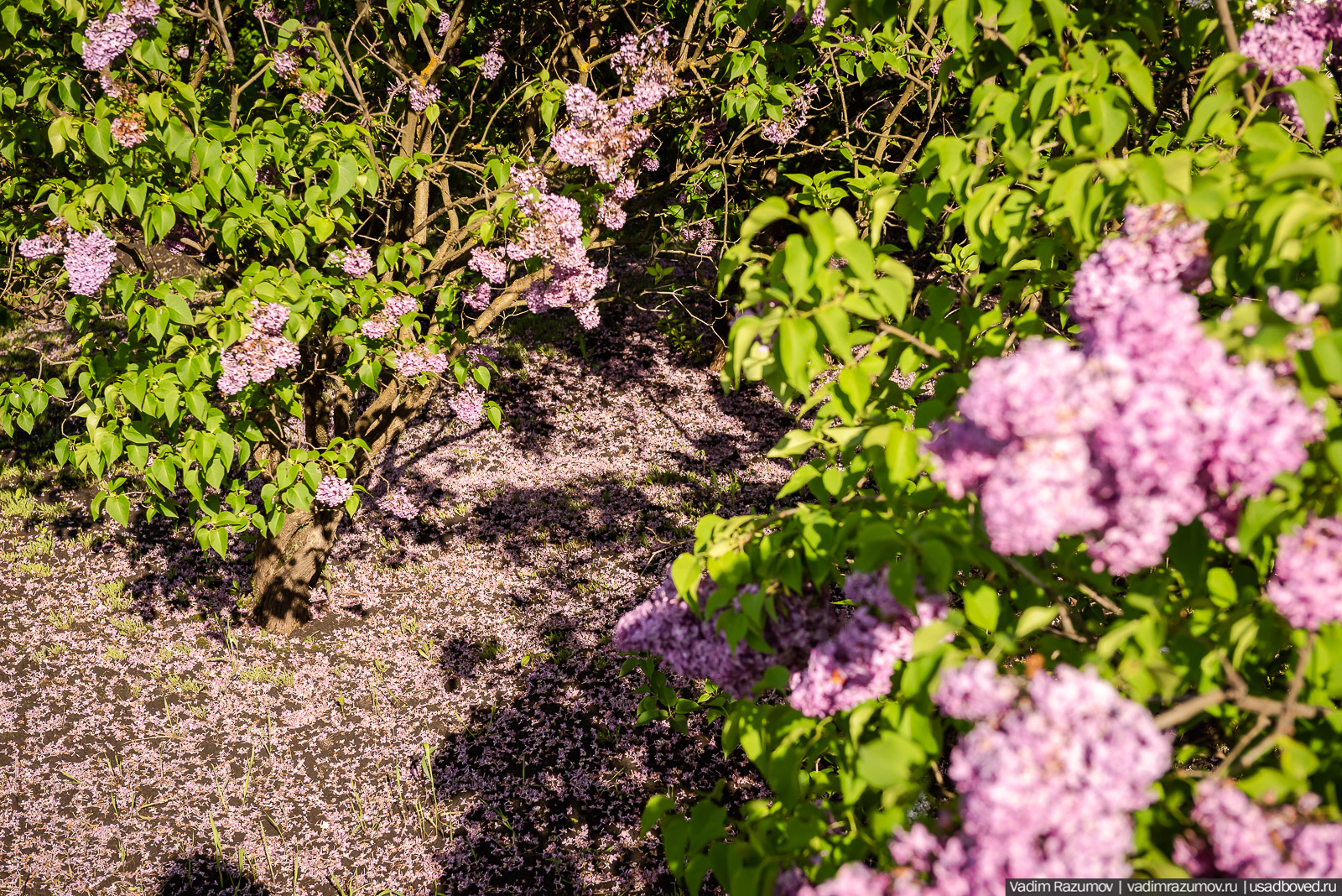 Мещерский дендрарий, ЛОСС, усадьба Барсуково, цветение сирени, Липецкая области