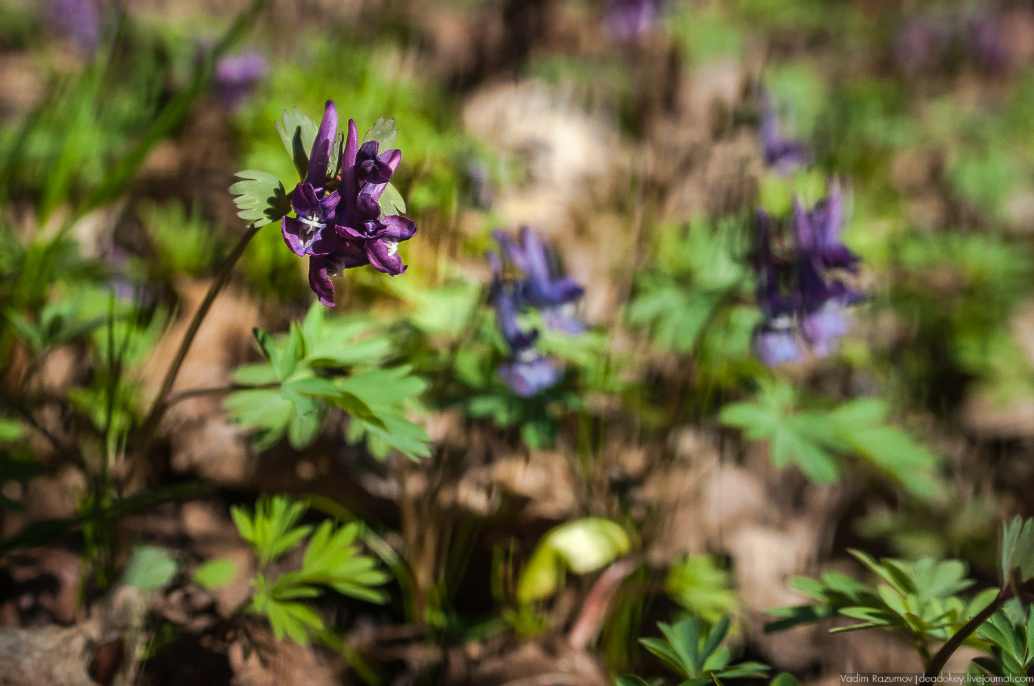Богородицк, Тульская область, цветение подснежников, хохлатка