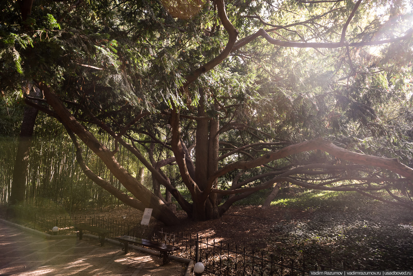 Никитский ботанический сад