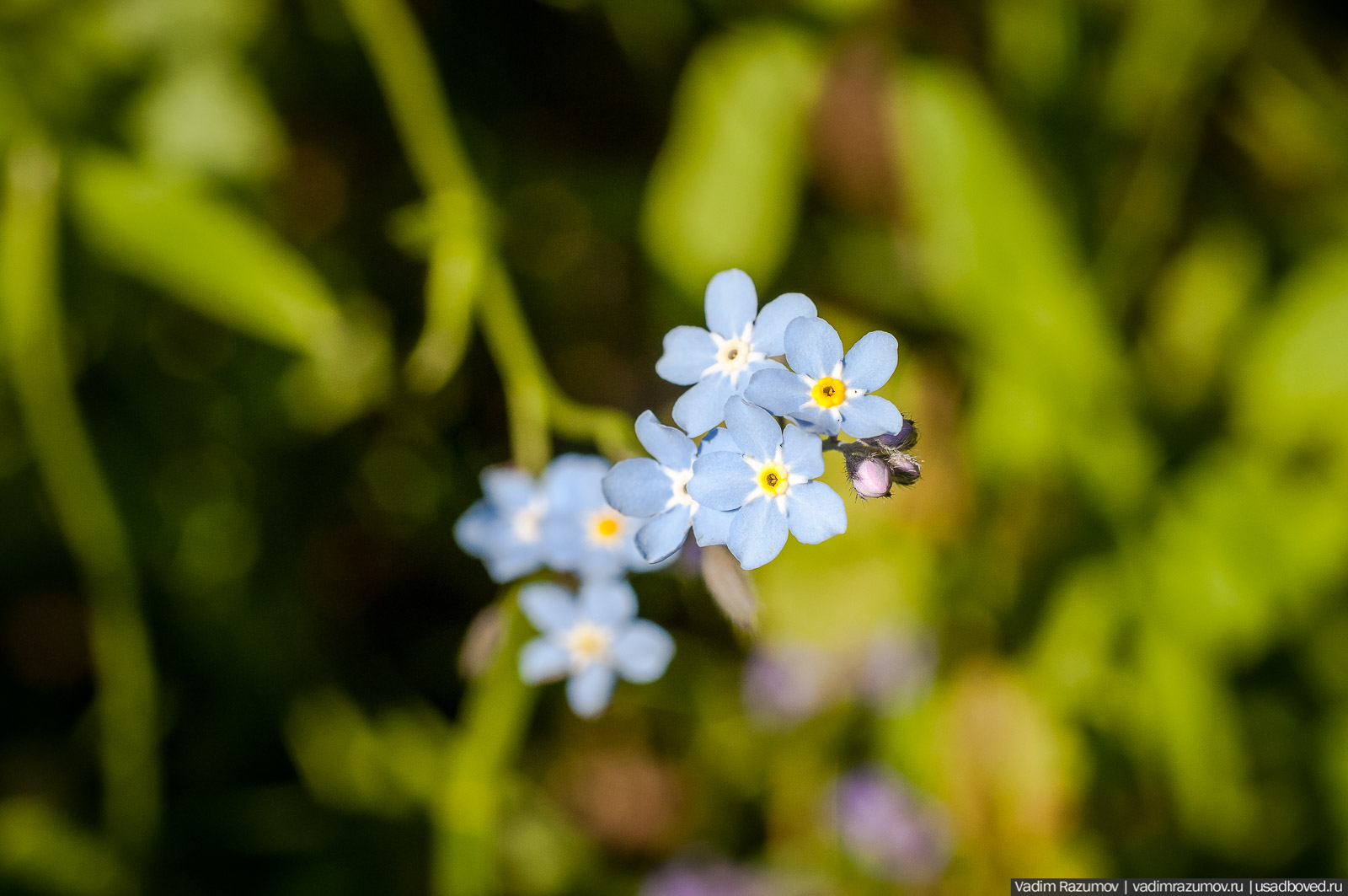 усадьба Дворяниново, Андрей Тимофеевич Болотов, Тульская область