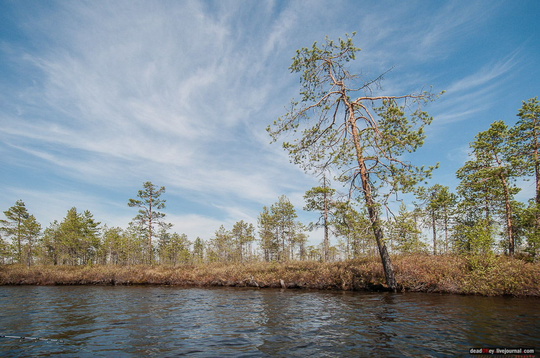 Россия, Карелия, Кондопожский район, Вендеры, Сяпчозеро, Спасская Губа