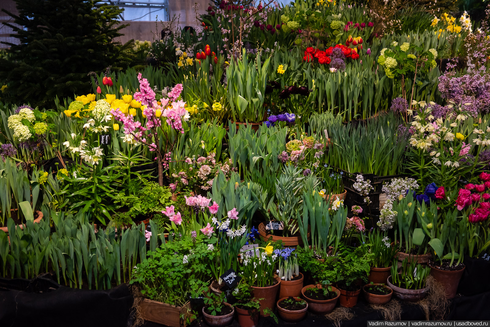 Аптекарский огород, Репетиция весны 2021, цветы, 8 Марта