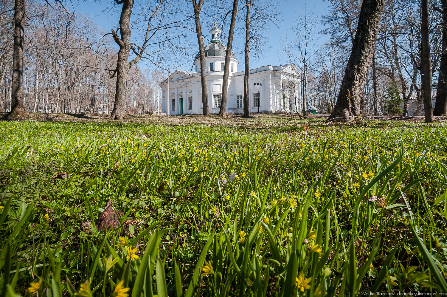 Богородицк, Тульская область, цветение подснежников, хохлатка