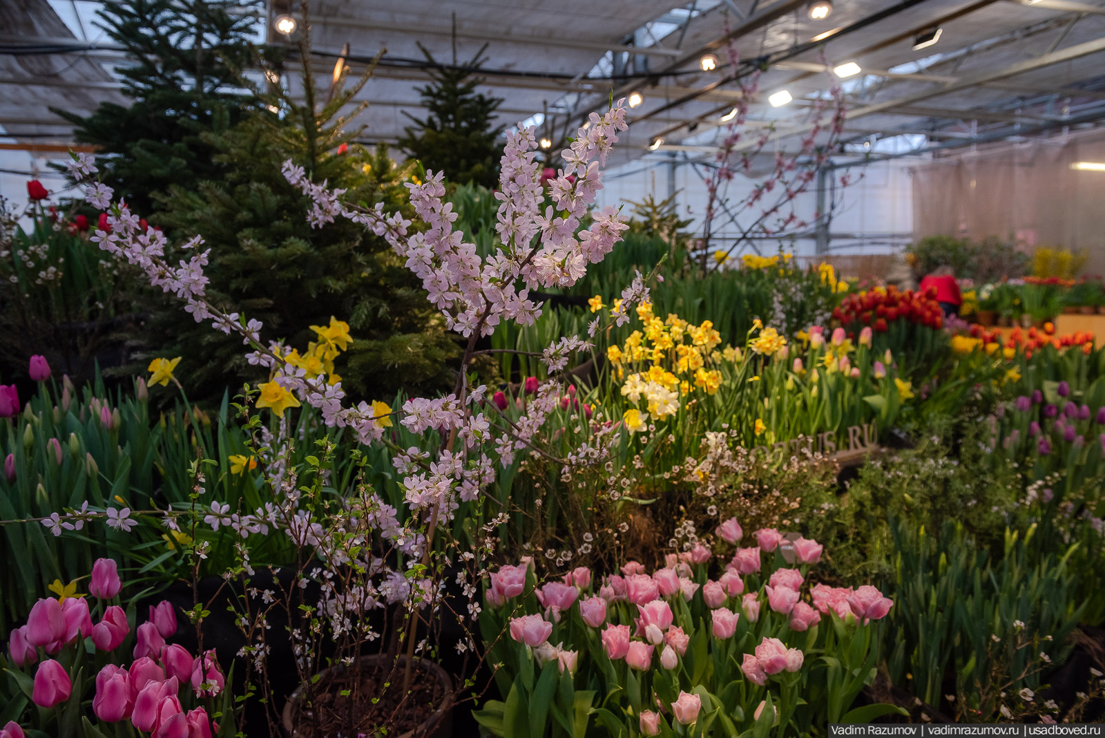 Аптекарский огород, Репетиция весны 2021, цветы, 8 Марта