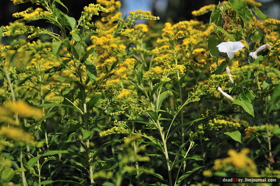 усадьба Хомяково