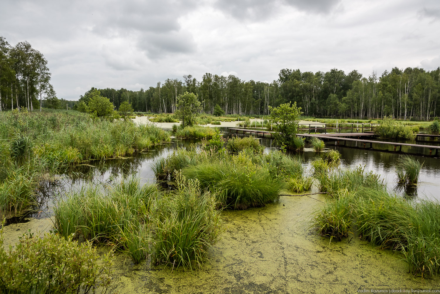 Лосиный остров