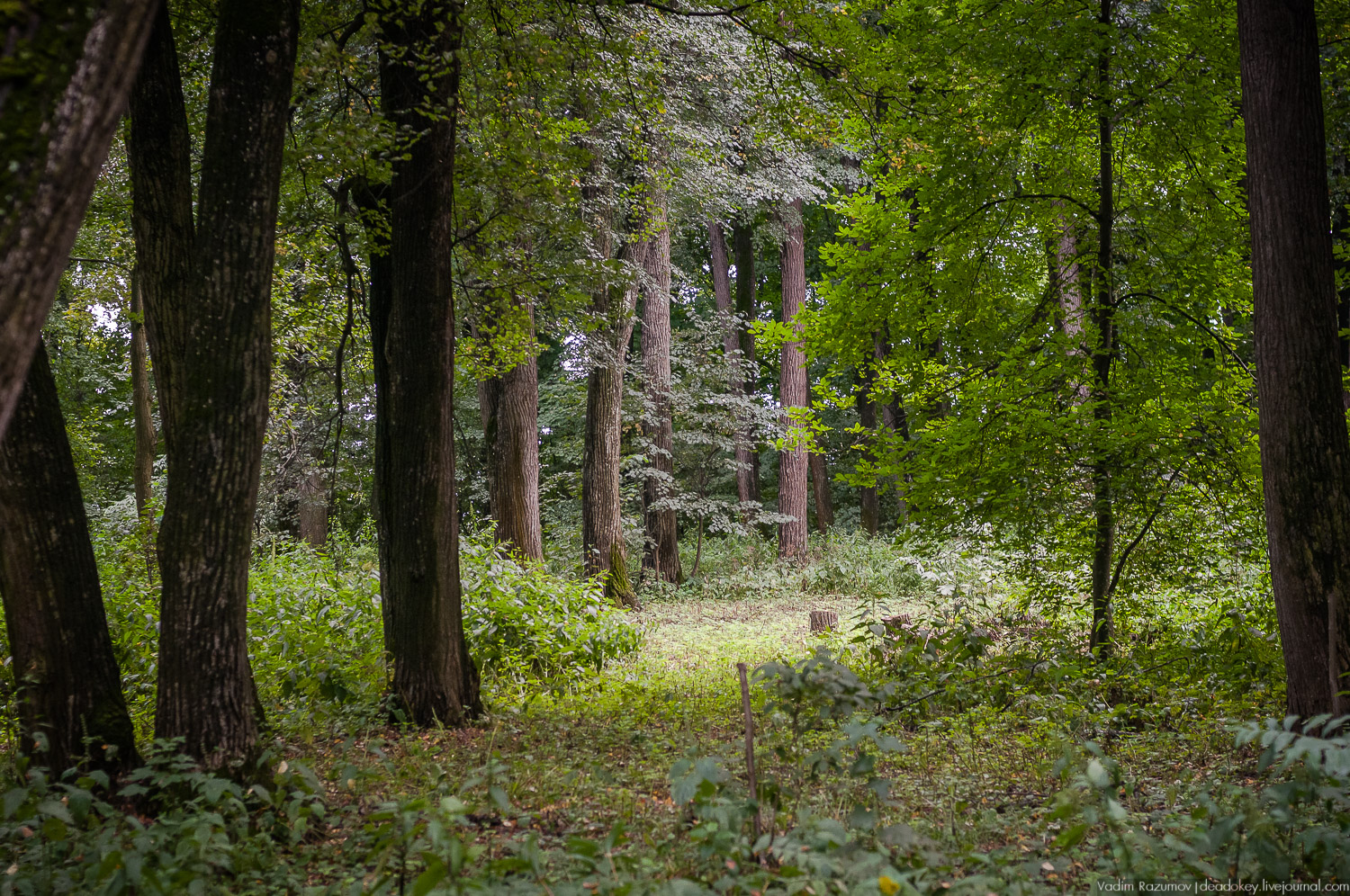 усадьба Даровое, Зарайский район, Ф.М. Достоевский