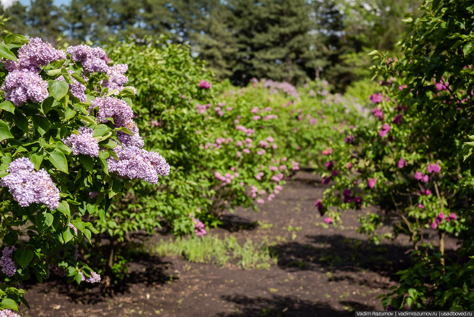 Мещерский дендрарий, ЛОСС, усадьба Барсуково, цветение сирени, Липецкая области