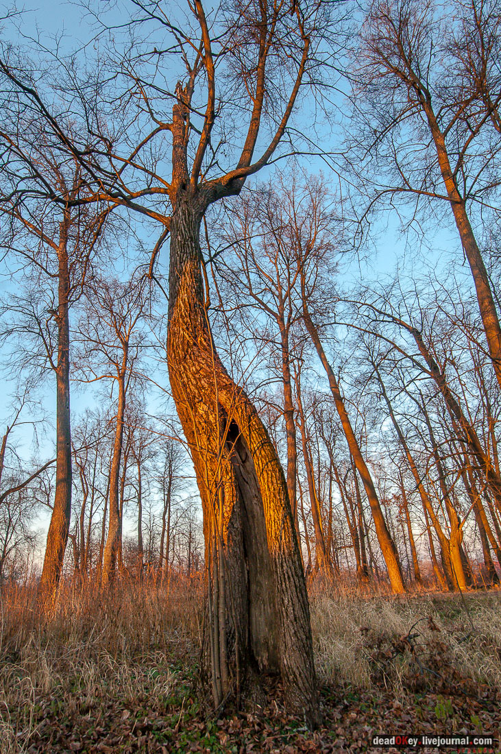 Усадьба Софрино