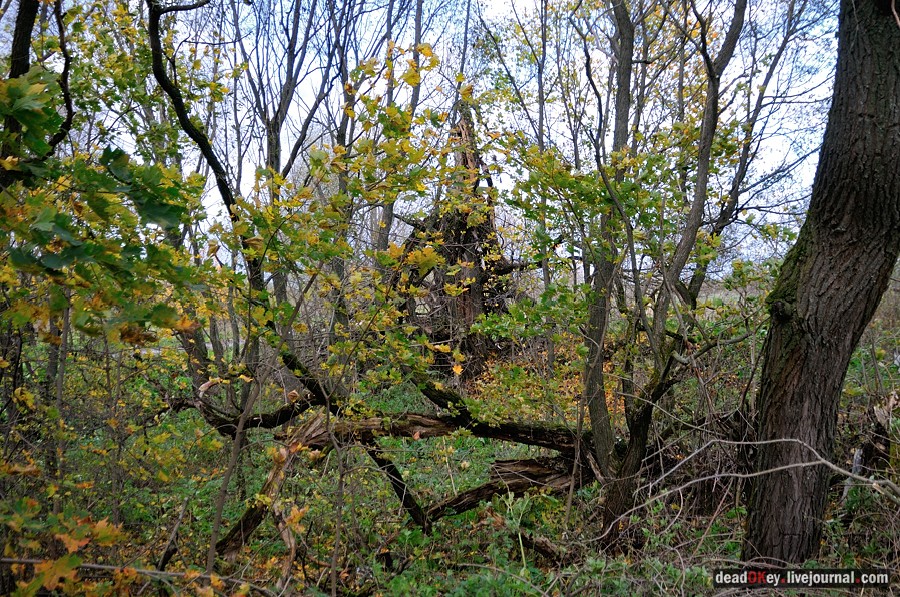 усадьба Авчурино